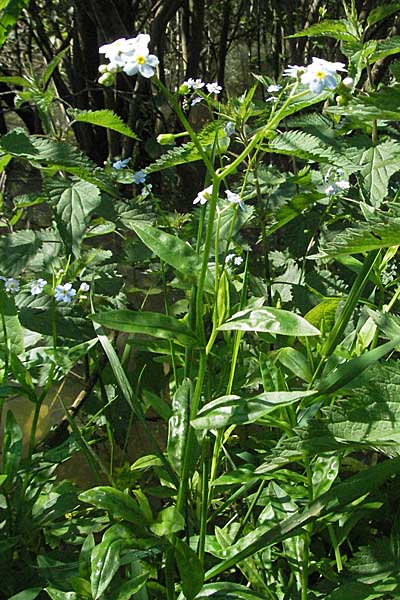 Myosotis scorpioides agg. \ Sumpf-Vergissmeinnicht, Kroatien Slunj 4.6.2006