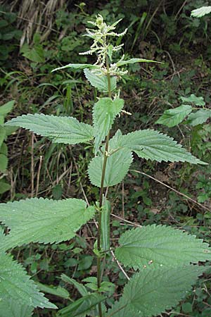 Urtica dioica \ Brenn-Nessel / Nettle, Kroatien/Croatia Istrien/Istria, Gračišće 27.5.2006