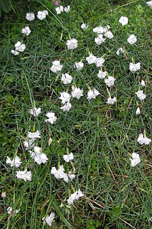 Dianthus monspessulanus \ Montpellier-Nelke / White Cluster, Kroatien/Croatia Plitvička 3.6.2006