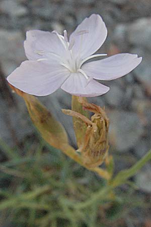 Dianthus ciliatus \ Gewimperte Nelke, Kroatien Senj 16.7.2007