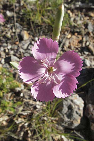 Dianthus sylvestris \ Stein-Nelke / Wood Pink, Kroatien/Croatia Velebit 16.7.2007