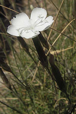 Dianthus petraeus \ Balkan-Nelke, Gerll-Nelke, Kroatien Velebit Zavizan 17.7.2007