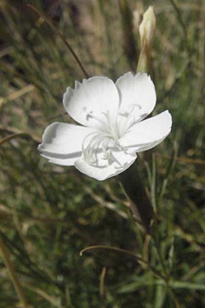 Dianthus petraeus \ Balkan-Nelke, Gerll-Nelke, Kroatien Velebit Zavizan 17.7.2007