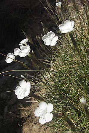 Dianthus petraeus \ Balkan-Nelke, Gerll-Nelke, Kroatien Velebit Zavizan 17.7.2007