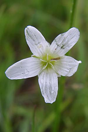 Moenchia mantica \ Verona-Weimiere / Verona Chickweed, Kroatien/Croatia Gospic 3.6.2008