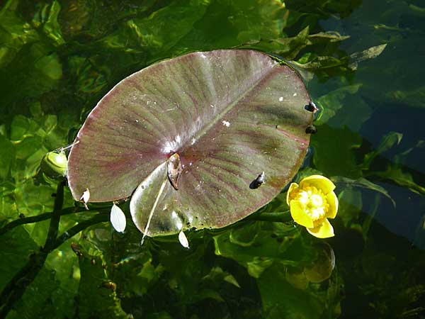 Nuphar lutea \ Teichrose, Groe Mummel / Yellow Water Lily, Kroatien/Croatia Slunj 31.5.2008