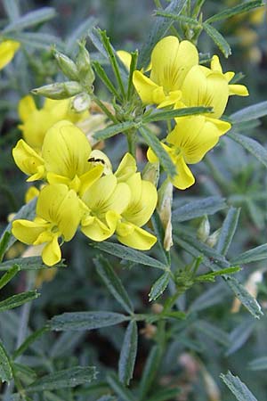 Medicago prostrata \ Niederliegender Schneckenklee / Prostrate Medick, Kroatien/Croatia Knin 2.6.2008