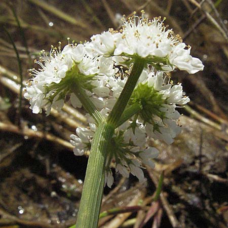 Oenanthe fistulosa \ Rhriger Wasserfenchel, Rhrige Pferdesaat, Kroatien Gospic 17.7.2007