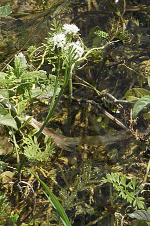 Oenanthe fistulosa ? \ Rhriger Wasserfenchel, Rhrige Pferdesaat, Kroatien Plitvička 19.7.2007