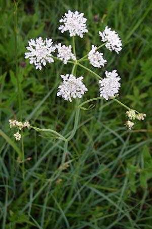 Oenanthe lachenalii \ Wiesen-Wasserfenchel, Lachenals Wasserfenchel, Kroatien Gospic 3.6.2008