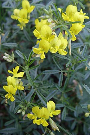 Medicago prostrata \ Niederliegender Schneckenklee / Prostrate Medick, Kroatien/Croatia Knin 2.6.2008