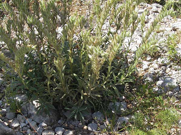 Onosma stellulata \ Gelbe Lotwurz / Goldendrop, Kroatien/Croatia Senj 29.6.2010