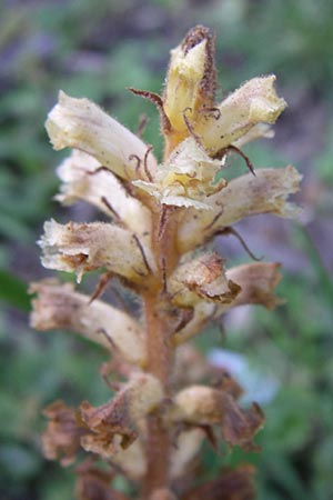 Orobanche picridis \ Bitterkraut-Sommerwurz / Picris Broomrape, Oxtongue Broomrape, Kroatien/Croatia Donji Budački 31.5.2008