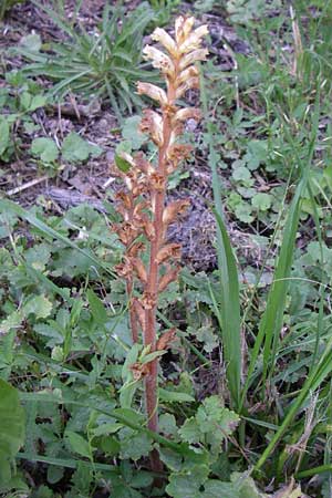 Orobanche picridis \ Bitterkraut-Sommerwurz, Kroatien Donji Budački 31.5.2008