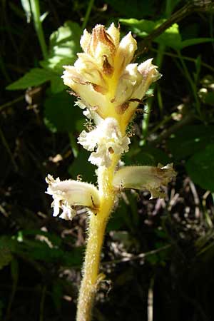 Orobanche picridis \ Bitterkraut-Sommerwurz, Kroatien Donji Budački 31.5.2008