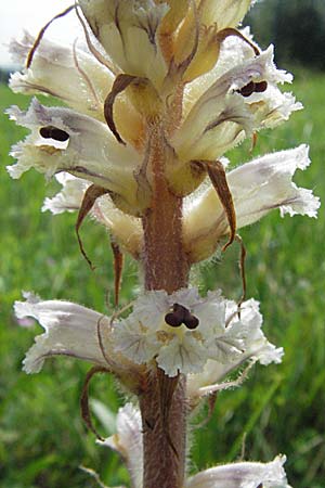 Orobanche crenata \ Gezhnelte Sommerwurz, Kerbige Sommerwurz / Carnation-scented Broomrape, Kroatien/Croatia Istrien/Istria, Poreč 26.5.2006