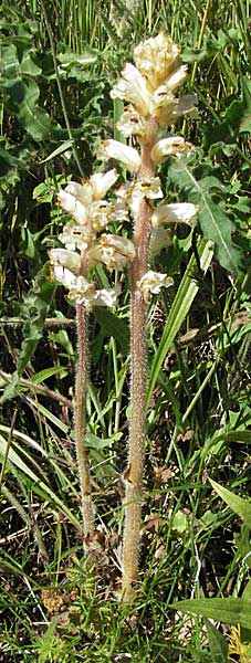 Orobanche picridis \ Bitterkraut-Sommerwurz, Kroatien Istrien, Premantura 31.5.2006