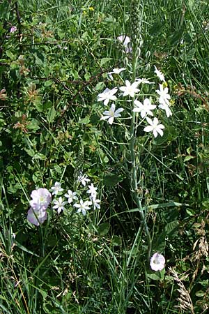 Ornithogalum brevistylum \ Kurzgriffeliger Milchstern / Pyramidal Star of Bethlehem, Kroatien/Croatia Knin 2.6.2008