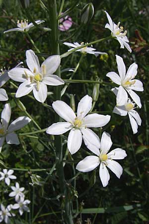 Ornithogalum brevistylum / Pyramidal Star of Bethlehem, Croatia Knin 2.6.2008