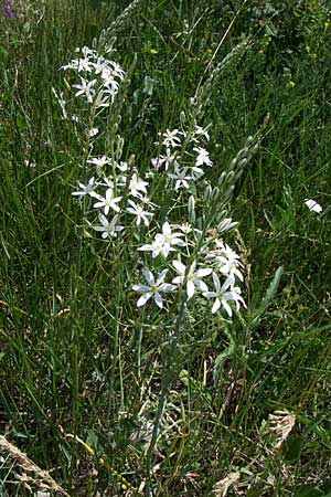 Ornithogalum brevistylum \ Kurzgriffeliger Milchstern, Kroatien Knin 2.6.2008