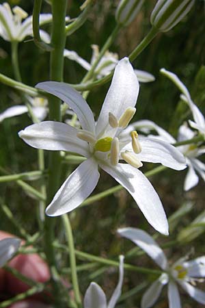 Ornithogalum brevistylum \ Kurzgriffeliger Milchstern, Kroatien Knin 2.6.2008