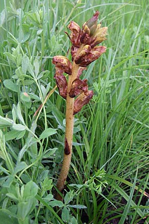 Orobanche gracilis ? \ Blutrote Sommerwurz / Slender Broomrape, Kroatien/Croatia Gospic 3.6.2008