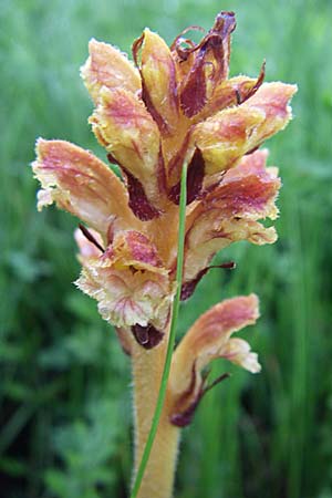 Orobanche gracilis ? \ Blutrote Sommerwurz / Slender Broomrape, Kroatien/Croatia Gospic 3.6.2008