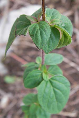 Origanum vulgare \ Wilder Majoran, Dost / Wild Marjoram, Kroatien/Croatia Velebit 18.8.2016