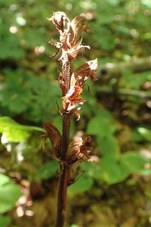 Orobanche salviae \ Salbei-Sommerwurz, Kroatien Risnjak 14.8.2016