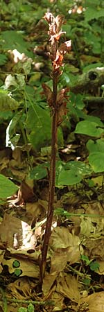 Orobanche salviae \ Salbei-Sommerwurz / Sage Broomrape, Kroatien/Croatia Risnjak 14.8.2016