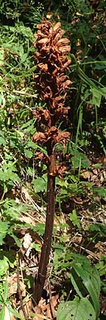 Orobanche salviae \ Salbei-Sommerwurz, Kroatien Risnjak 14.8.2016