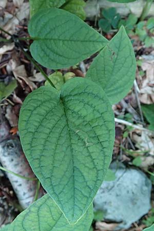 Omphalodes verna \ Frhlings-Nabelnsschen, Gedenkemein, Kroatien Risnjak 14.8.2016