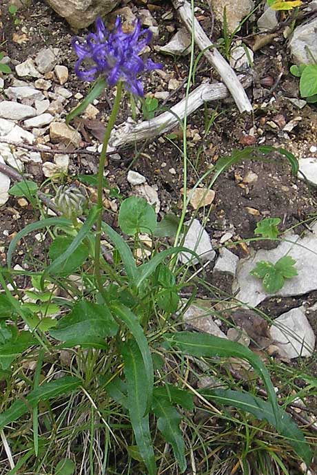 Phyteuma scheuchzeri subsp. columnae \ Horn-Teufelskralle / Horn Rampion, Kroatien/Croatia Učka 28.6.2010