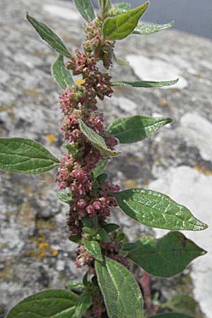 Parietaria judaica \ stiges Glaskraut, Mauer-Glaskraut / Pellitory-of-the-Wall, Kroatien/Croatia Istrien/Istria, Poreč 26.5.2006