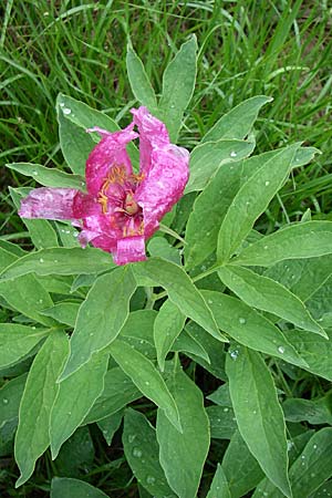 Paeonia officinalis / Common Peony, Croatia Učka 6.6.2008