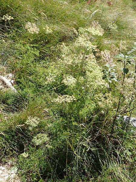 Peucedanum austriacum \ sterreicher Haarstrang, Kroatien Učka 12.8.2016