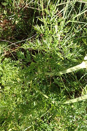 Peucedanum austriacum \ sterreicher Haarstrang / Austrian Parsley, Kroatien/Croatia Učka 12.8.2016