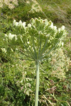 Peucedanum austriacum \ sterreicher Haarstrang / Austrian Parsley, Kroatien/Croatia Učka 12.8.2016