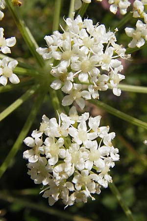 Peucedanum cervaria \ Hirschwurz-Haarstrang / Broad-Leaved Spignel, Kroatien/Croatia Sveti Juray 18.8.2016