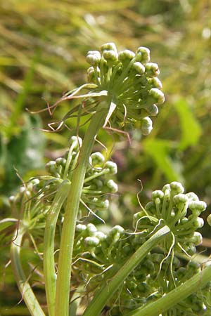 Peucedanum cervaria / Broad-Leaved Spignel, Croatia Sveti Juray 18.8.2016