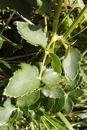 Peucedanum cervaria / Broad-Leaved Spignel, Croatia Sveti Juray 18.8.2016