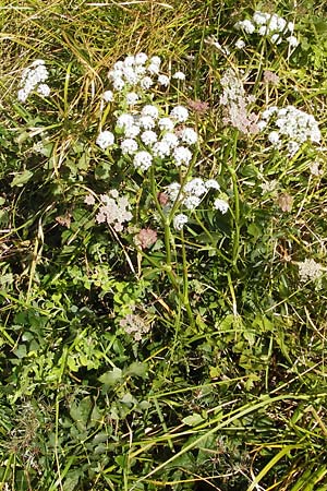 Peucedanum cervaria \ Hirschwurz-Haarstrang / Broad-Leaved Spignel, Kroatien/Croatia Sveti Juray 18.8.2016