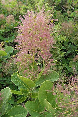 Cotinus coggygria \ Perckenstrauch, Kroatien Istrien, Gračišće 27.5.2006