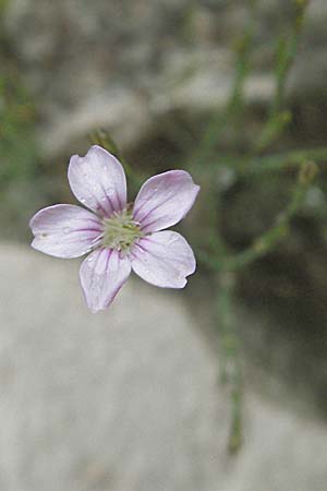 Petrorhagia saxifraga \ Steinbrech-Felsennelke / Tunic Flower, Kroatien/Croatia Istrien/Istria, Pula 30.5.2006