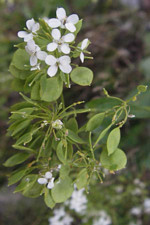 Peltaria alliacea \ Scheibenschtchen / Garlic Cress, Kroatien/Croatia Velebit Zavizan 17.7.2007