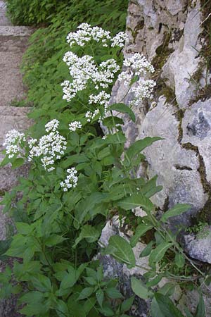 Peltaria alliacea \ Scheibenschtchen / Garlic Cress, Kroatien/Croatia Plitvička 1.6.2008