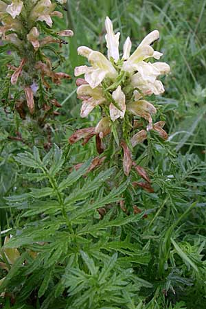 Pedicularis hoermanniana \ Hoermanns Lusekraut, Kroatien Mala Učka 6.6.2008