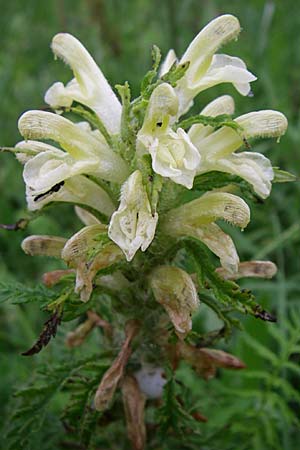 Pedicularis hoermanniana \ Hoermanns Lusekraut / Hoermann's Lousewort, Kroatien/Croatia Mala Učka 6.6.2008