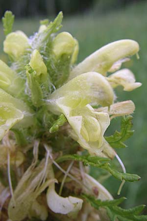 Pedicularis hoermanniana \ Hoermanns Lusekraut, Kroatien Mala Učka 6.6.2008