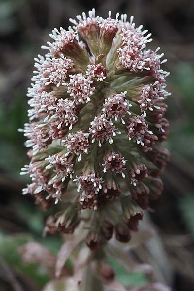 Petasites hybridus / Butterbur, Croatia Donji 1.4.2006